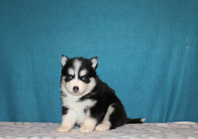 puppy, for, sale, Pomsky, Matthew B. Stoltzfus, dog, breeder, Gap, PA, dog-breeder, puppy-for-sale, forsale, nearby, find, puppyfind, locator, puppylocator, aca